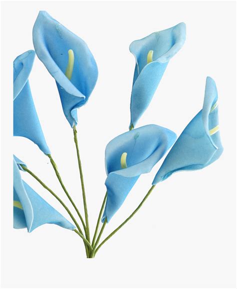 Calla Lily Png Lilies Flowers Free Transparent Clipart Clipartkey