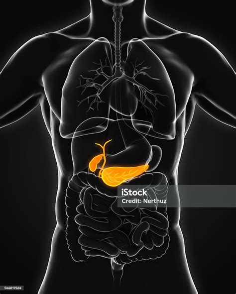 Human Gallbladder And Pancreas Anatomy Stock Photo Download Image Now