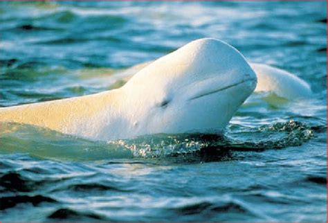 Beluga Delphinapterus Leucas Conocida Como Ballena Blanca O Canario