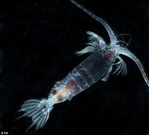 New Census Of The Sea Finds An Average 10000 Species Per