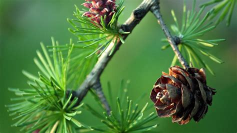 Pine Cone Wallpaper 57 Pictures