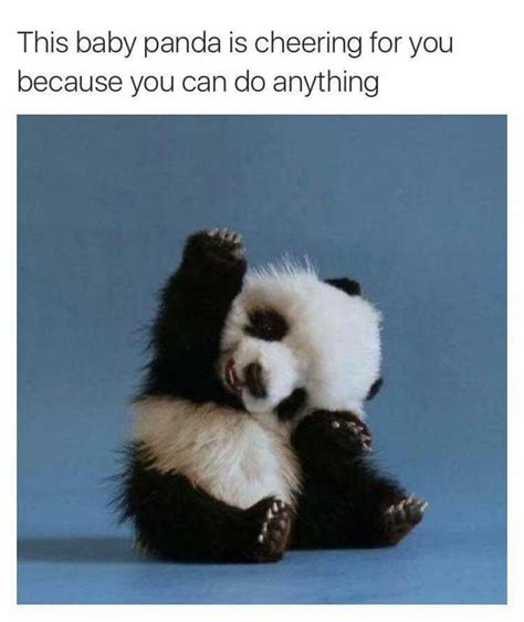 Motivational Panda For 2017 9gag