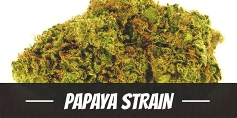 Papaya Cannabis Strain Information And Review Updated