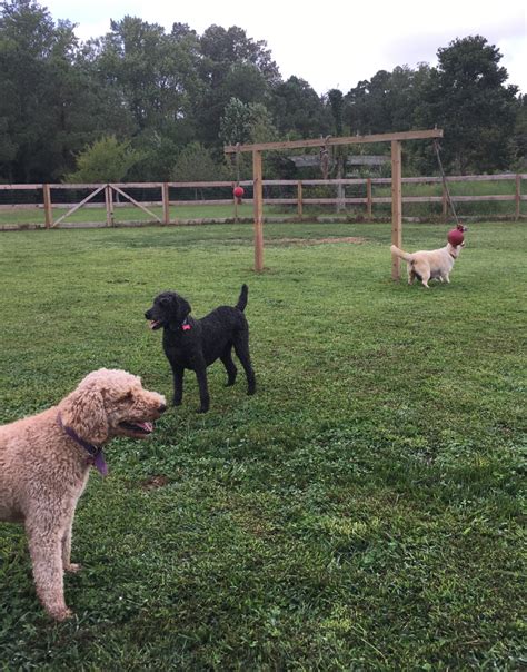 Goldendoodle dandies offer you a wonderful pet and companion and one that is allergy friendly, low shed, and low dander too! Virginia Beach Goldendoodles