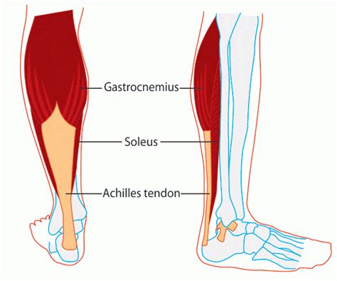 Calf Muscle Anatomy Docpods