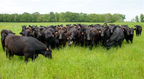 Foundation Herds Animal And Dairy Sciences Mississippi State University