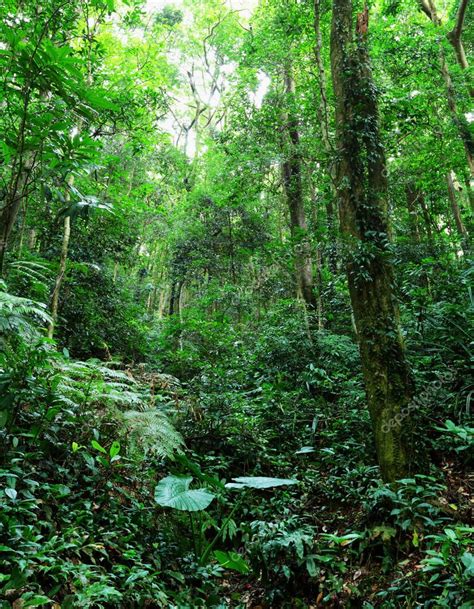 Tropical Rainforest — Stock Photo © Leungchopan 27661977