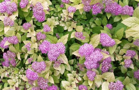 If practical, lighting shear the plants to remove spent flowers, which will keep the plant vigorous. Spiraea japonica 'Goldmound' - Farmyard Nurseries