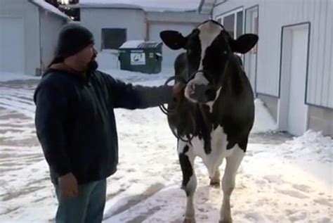 Wisconsin Cow Produced Record 77 480 Pounds Of Milk UPI Com