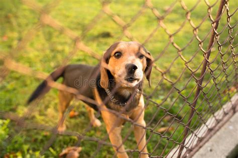 Cute Guard Dog Behind Fence Stock Image Image Of Doggy Home 131953953