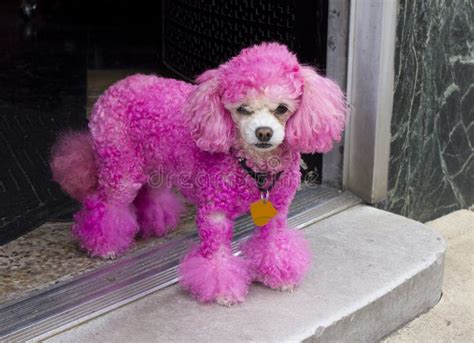 Miniature Pink Poodle In Doorway Stock Photo Image Of Doorway Cafe
