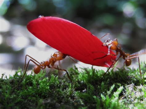 Leaf Cutter Ants Project Noah