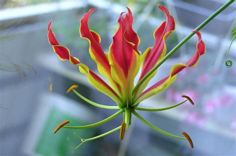 Flame Lily Wallpapers Images Photos Pictures Backgrounds