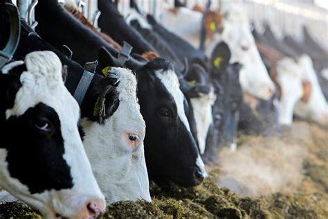 Effects Of Feeding Frequency On Dairy Cattle All About Feed