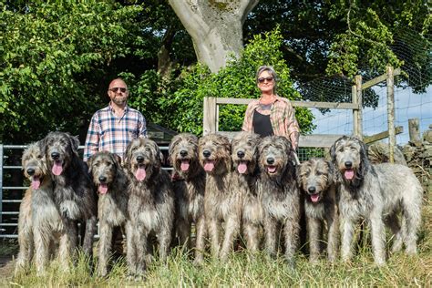 ‘theyre Very Loving Dogs Couple Share Country Home With 10 Humongous