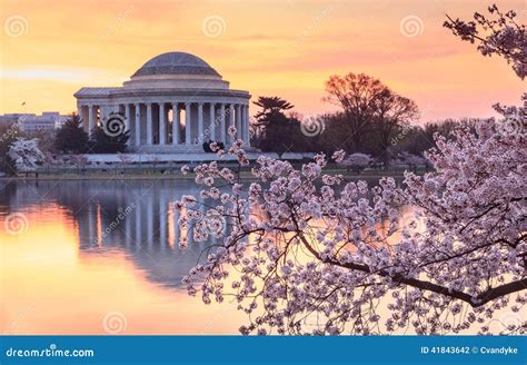 Washington Dc Cherry Blossom Festival Sunrise Foto De Stock Imagem De