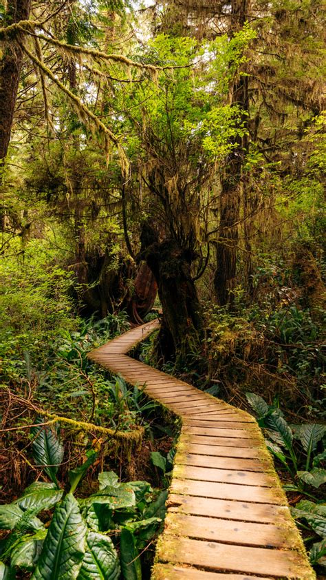 Rainforest Trail On Vancouver Island Best Hike Near Tofino