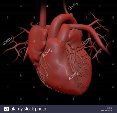 Coeur de l'homme - soins de santé cardiologie illustration Banque D ...