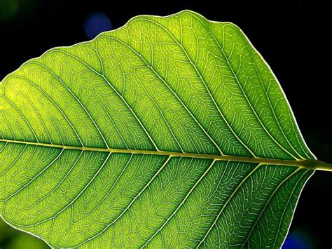 Free Picture Green Leaf Leaves