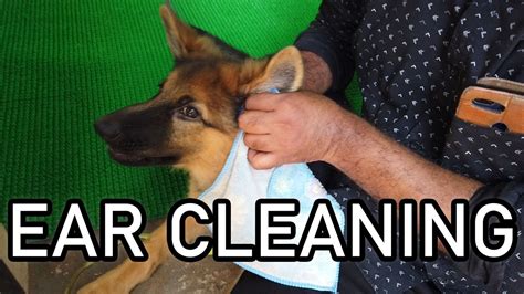 Be sure you don't have an ear contamination or a punctured eardrum. How To Safely clean puppy ears| Dog training | ear ...