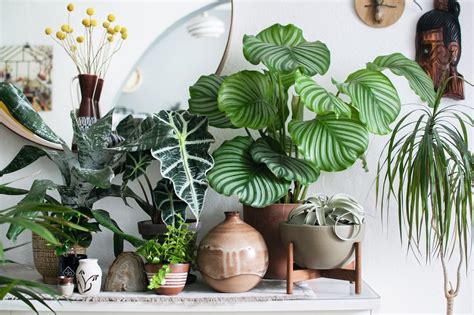 30 Best Indoor House Plants For Beginners Plants Spark Joy