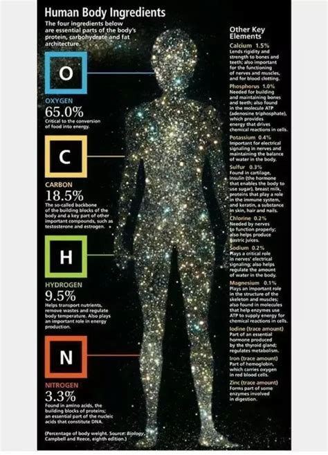 Are Humans Made Out Of Atoms Exploring The Elemental Basis Of Human