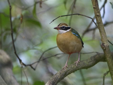 Indian Pitta Pitta Brachyura Pittidae Birds Of India Birding In