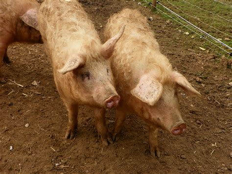 Domestic pigs (Sus scrofa domesticus) | Domestic pigs (Sus 