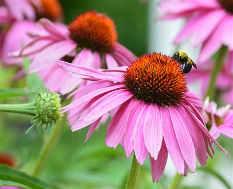 Flower colors that particularly attract bees are blue, purple, violet, white, and yellow. Top 10 Bee Attracting Flowers | Blog | GrowJoy
