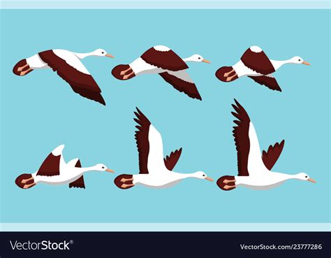 Motion Phases Of A Birds Flight Royalty Free Vector Image
