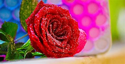 Desktop Wallpaper Red Rose Close Up Flower Hd Image Picture