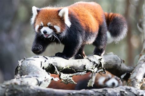 Seattle Red Panda Fans Get Your Fix Before Woodland Parks Cubs Move