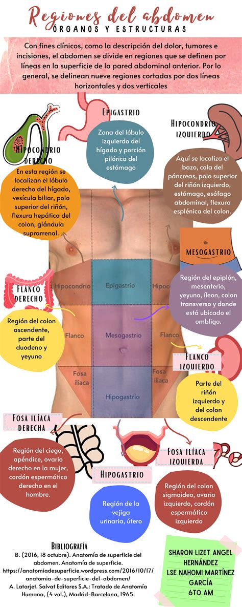 Infografía Abdomen Material De Estudio Con Fines Clínicos Como La