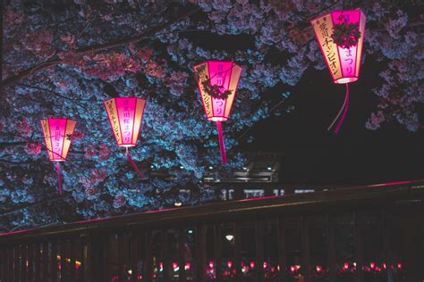 Japan Night Cherry Blossom Trees Lantern Glowing Night Hd Photography