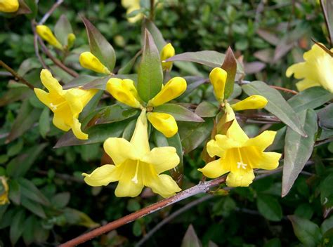 Plant Features Yellow Jessamine The Jump