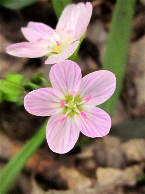 Plants Amaze Me Spring Wildflowers In Michigan