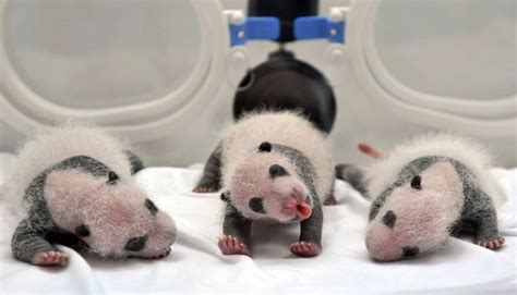 Photos Rare Panda Triplets Born In China