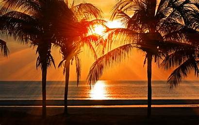 Sunset Palm Tree Night Vacation Caribbean Desktop