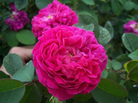 Файлrosa Rose De Rescht — Википедия