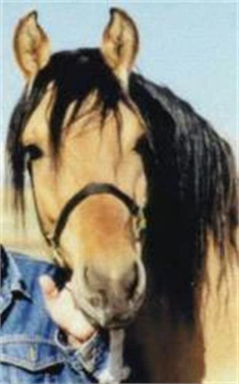 kiger mustangs horse breed horse breeding types  breeds  equiworld