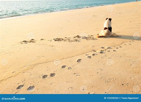 Rear View Of Happy Dog Enjoying On The Sunset Beach With Couple