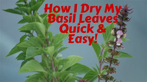 How I Dry My Basil Leaves Quick And Easy Youtube