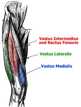 Translating muscle names can help you find & remember muscles. The Quadriceps: The Front of the Thigh