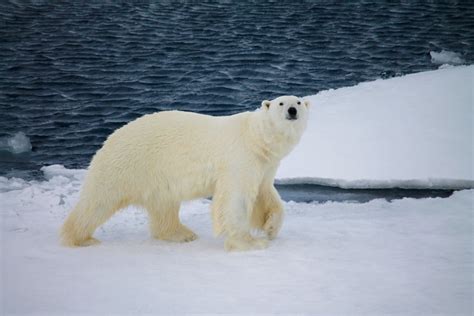 Would You Like To See This Polar Bear In His Natural Habitat We Offer