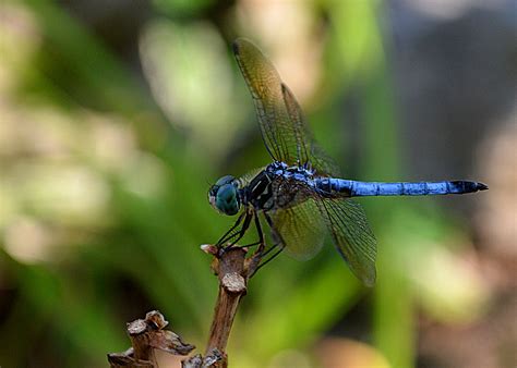 A dragonfly is an insect belonging to the order odonata, infraorder anisoptera (from greek ἄνισος anisos, unequal and πτερόν pteron, wing, because the hindwing is broader than the forewing). Dragonfly - Corel Discovery Center