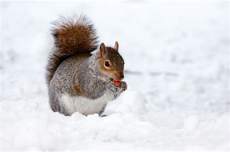 Squirrel In Winter Download Hd Wallpapers