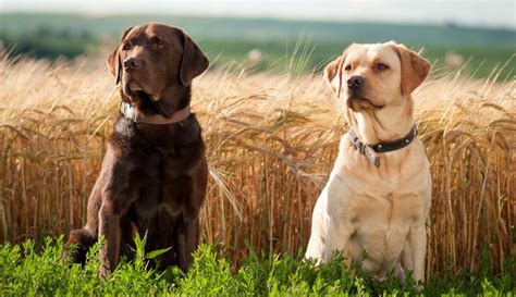 Labrador Retriever Dogs Dog Breed Information Personality