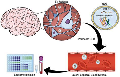 Developing Biomarkers Of Mild Traumatic Brain Injury Promise And