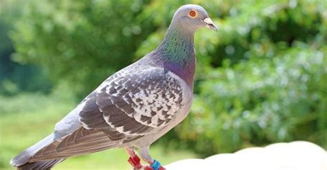 Pigeon Animal Pictures A Z Animals