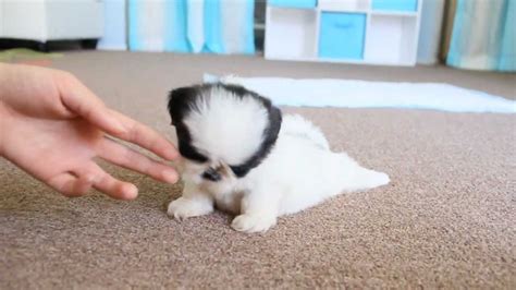 Video Teacup Shih Tzu Puppy Learning To Walk Doggie Outpost